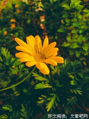 “今生卖花，来世漂亮”