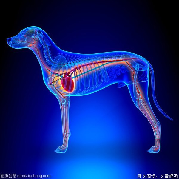 《狗心》经典影评1000字