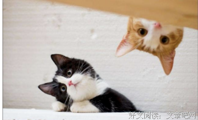 云吸猫的第N天，我动摇了……