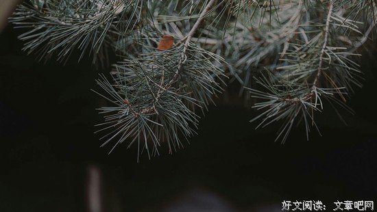 古诗词里的这些名句，值得一再品读