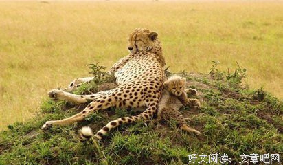 关于兴高采烈的唯美语录