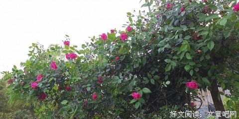关于不言不语的语句