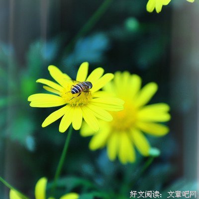 你若盛开，清风自来的优美句子