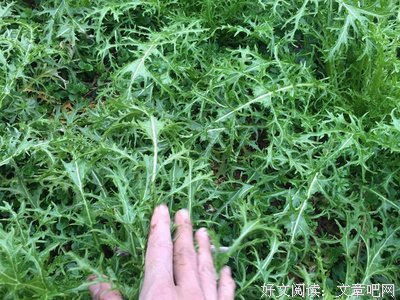 《你是我的菜》经典影评1000字