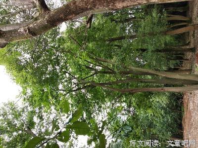 朴树丁克十余年，只因不忍孩子受苦｜不生孩子，是我最大的负责