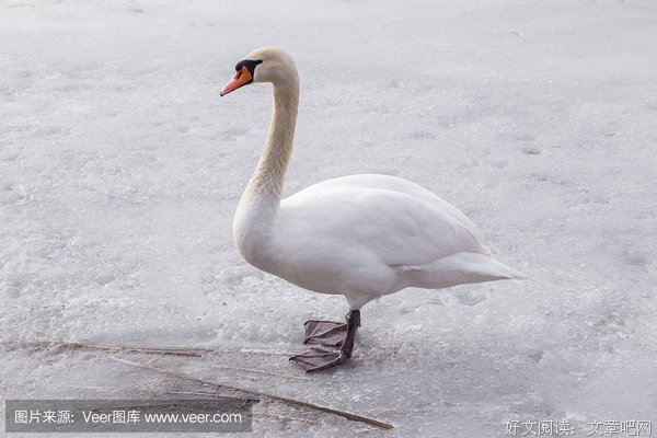 《战火中的芭蕾》经典影评1000字