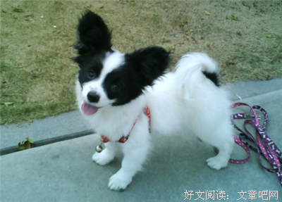 聪明人们的句子