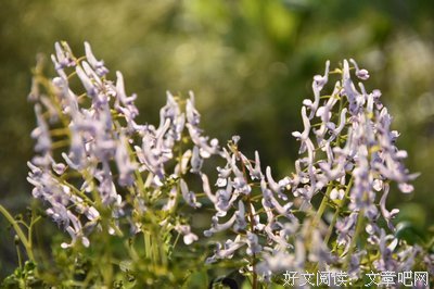关于陌上花开，可缓缓归矣。的句子