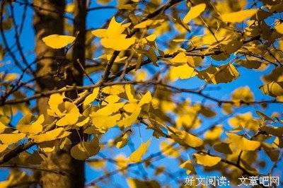秋风起，秋意浓，愿秋色安暖，岁月无恙