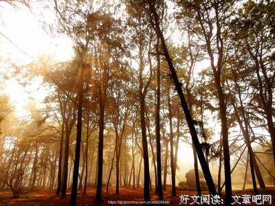 《薄雾》的影评大全