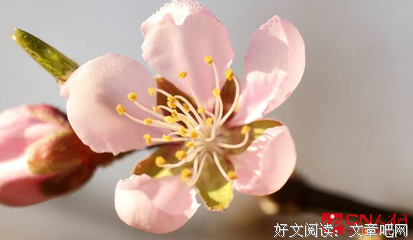心会优美的句子
