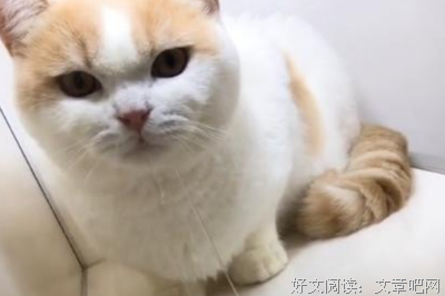 受宠若惊的语句摘抄_关于受宠若惊的语句
