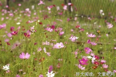 梦以这着花落知多少句子