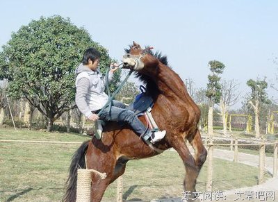 《野马》好看吗？经典观后感锦集