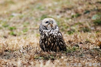 目空一切的语句摘抄_关于目空一切的语句
