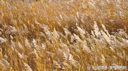 散文：八月的芦苇