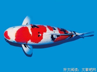 身价几十亿却嫁大16岁离异老男人，菲律宾顶级名媛的狗血爱情：姐