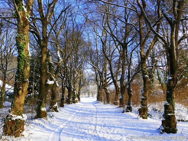 《雪路》经典影评集