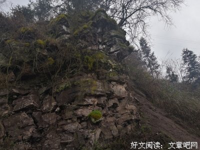 《直到長出青苔》读后感精选