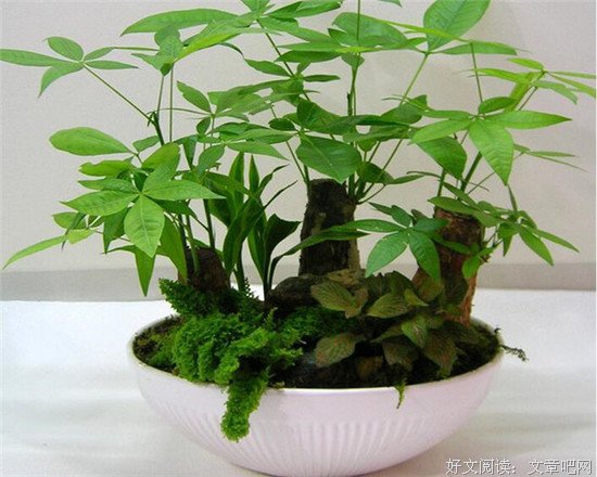 家里养植物，大有讲究