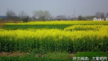 麦苗青青经典名句