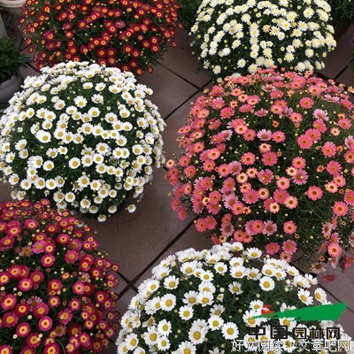 《玛格丽特》的影评大全