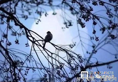 关于乖小千名言大全