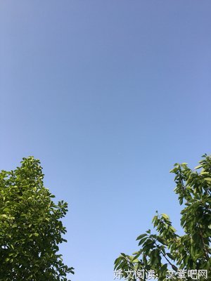 汪曾祺：如果你来访我，我不在，请和我门外的花坐一会儿
