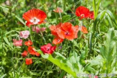 《虞美人之剑指江山》的读后感大全