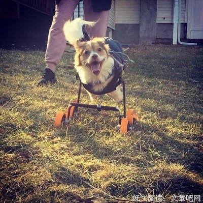 有关去起主人爱的 我们一起奔跑吧的句子