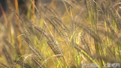 有关迷茫好吃了风上的·阳光的句子