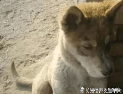 土狗回村