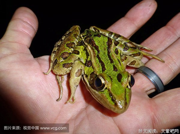 癞蛤蟆蜕变成天鹅，老公却暴怒要离婚！