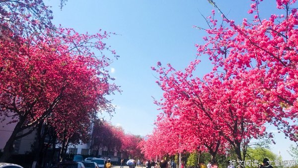 她是校园里一株漂亮的樱花