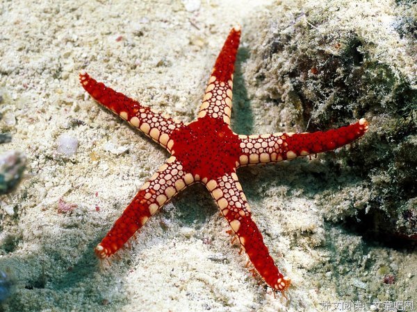 《海星》好看吗？经典影评锦集
