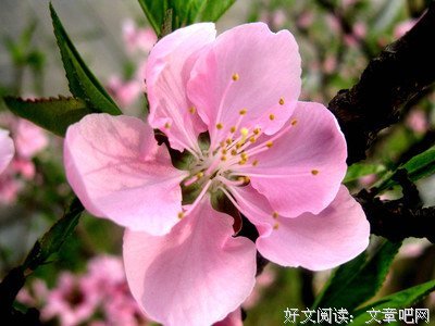 最经典的《诸葛神签》好段摘抄大全