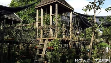 鸢尾花 