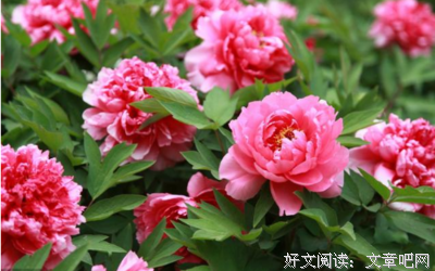 处气种得句子