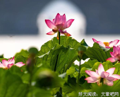 早读：知足是生活，来去是人生！