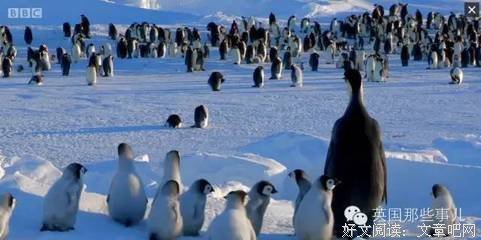 《帝企鹅宝宝的生命轮回之旅》的影评大全