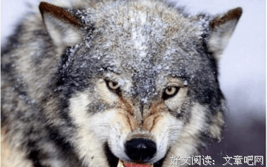有些人，比狼还可怕！