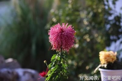 落雪优美的句子