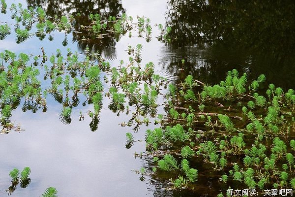 描写随波逐流的经典句子