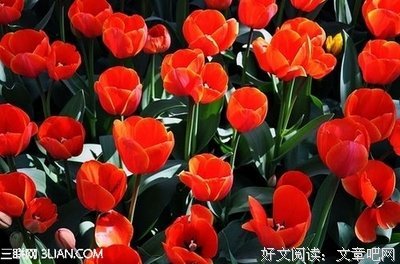 15条关于肆无忌惮的经典语句