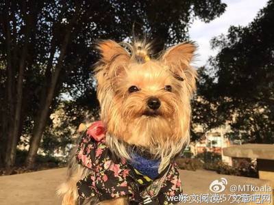 撕心裂肺的名句_关于撕心裂肺的名句