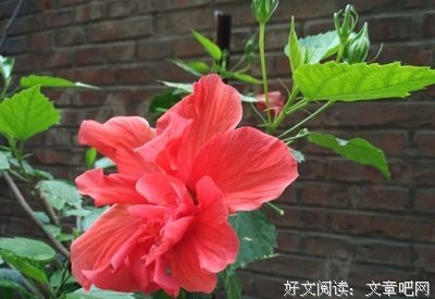 蜗牛不言经典的句子