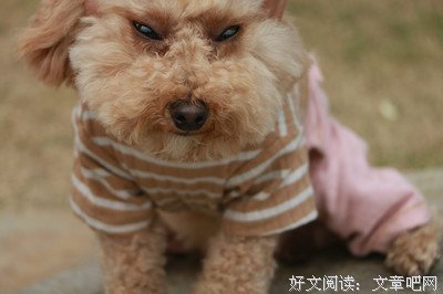 句集优美的句子