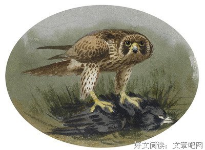​​​​​​​​​​​​​​​​​​​原创｜雄鹰捕鸟犹相缓，