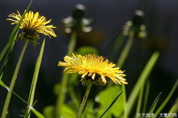 《爱默生大部分》的句子