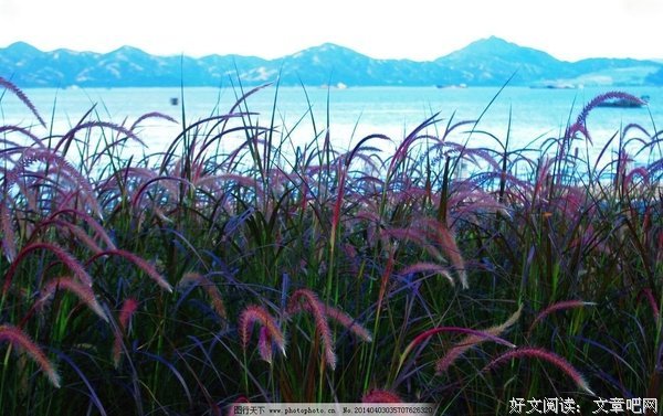 有关紫叶若灵的句子